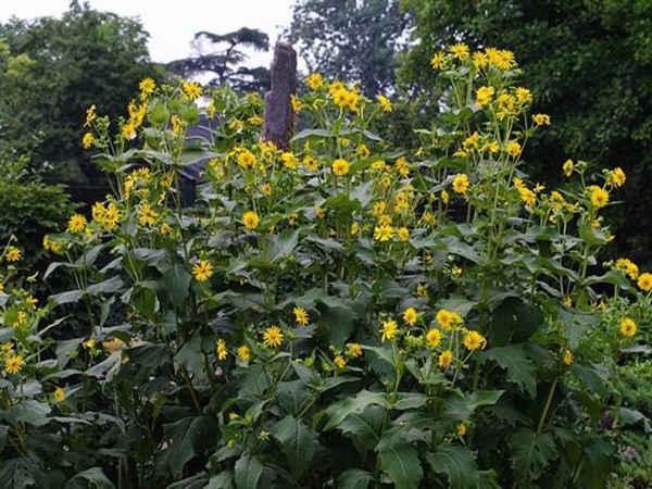 串葉松香草的畝產(chǎn)量是多少