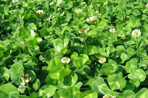 白三葉草種子的催芽方法 白三葉草種子的催芽方法