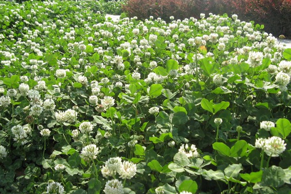 白三葉草種子的催芽方法 白三葉草種子的催芽方法