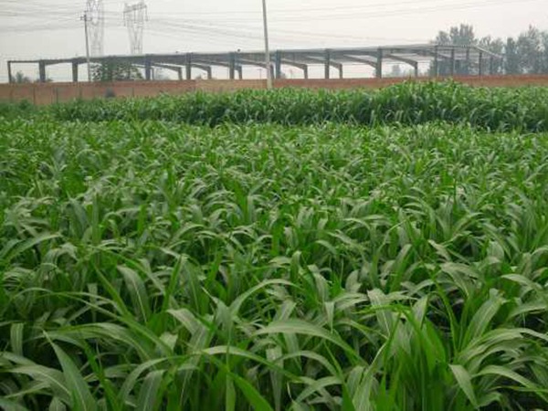 大力士甜高粱怎么用來喂養牛羊 大力士甜高粱怎么用來喂養牛羊