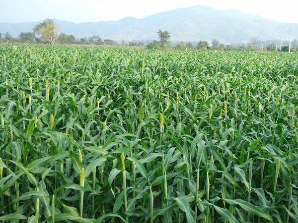 大力士甜高粱怎么用來喂養牛羊 大力士甜高粱怎么用來喂養牛羊