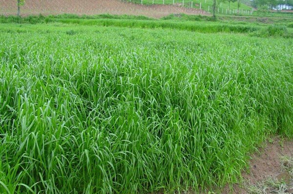 1561768558333018.jpg timg.jpg