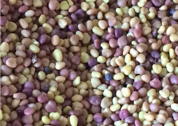 白三葉草種子什么時候播種