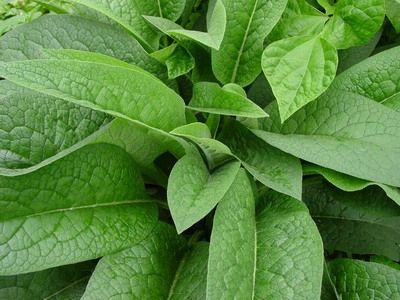 俄羅斯飼料菜喂養家畜效果如何 俄羅斯飼料菜喂養家畜效果如何