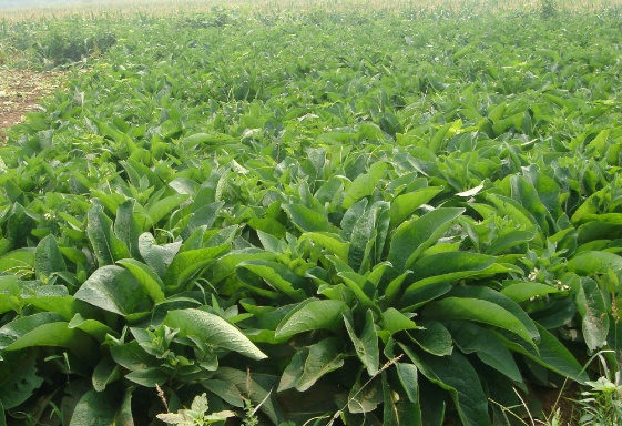 俄羅斯飼料菜喂養家畜效果如何 俄羅斯飼料菜喂養家畜效果如何