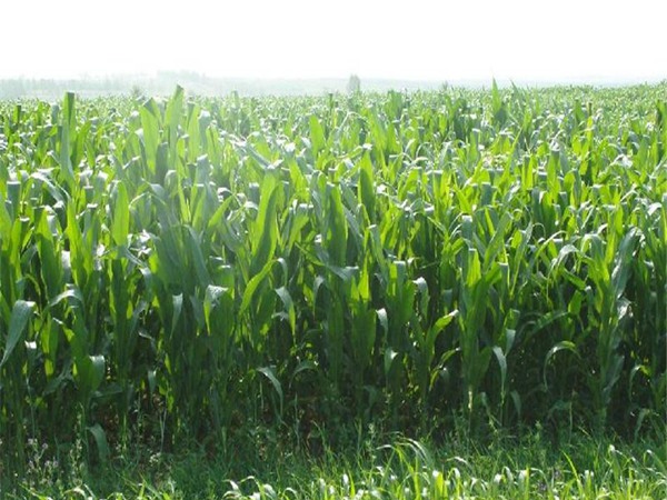 高丹草種子多少錢一斤，一畝地種植多少