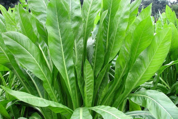 將軍菊苣牧草營養價值高嗎 將軍菊苣牧草營養價值高嗎