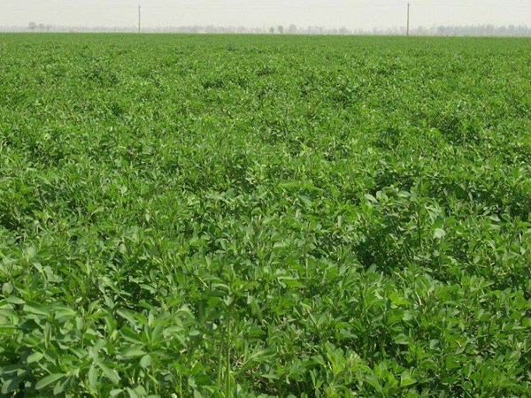 一畝地紫花苜蓿能養多少羊 一畝地紫花苜蓿能養多少羊