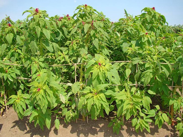 籽粒莧的畝產量是多少 籽粒莧的畝產量是多少