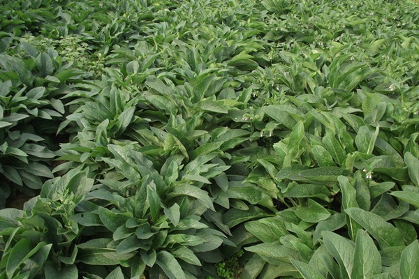 俄羅斯飼料菜的畝產量是多少 俄羅斯飼料菜的畝產量是多少