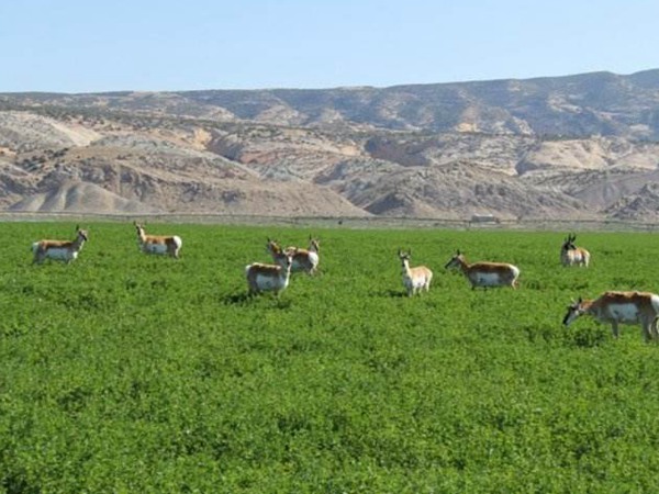 1562001345890681.jpg 2.jpg