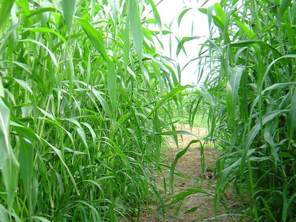 大力士甜高粱可以留種子嗎？