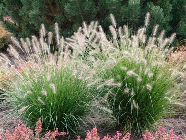 雜交狼尾草的畝產量是多少