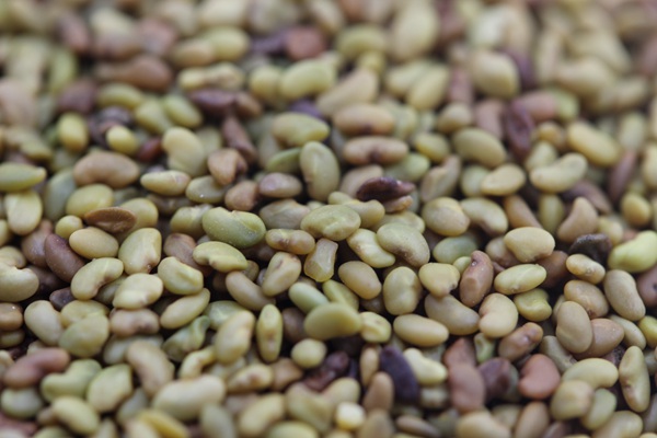 紫花苜蓿種子多少錢(qián)一斤 紫花苜蓿種子多少錢(qián)一斤