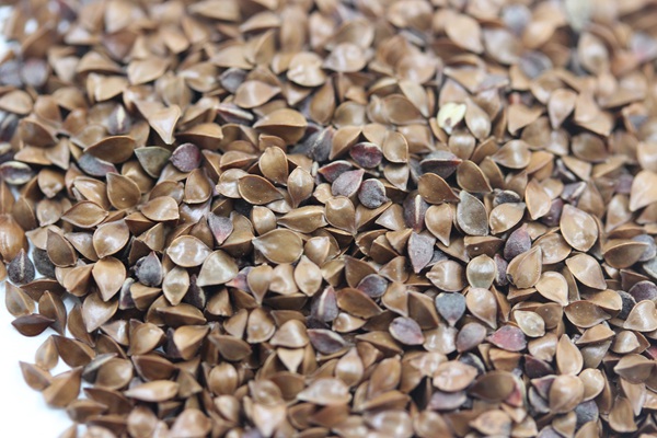 牧草魯梅克斯種子的種植技術