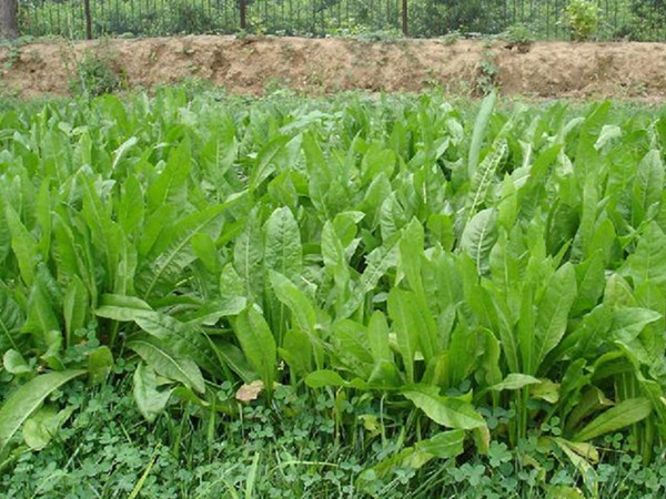 牧草魯梅克斯種子的種植技術