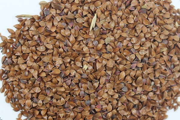 魯梅克斯種子如何播種 魯梅克斯種子如何播種