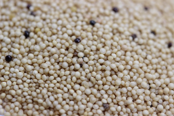 籽粒莧種子什么時候播種比較合適？我們來詳細(xì)看看