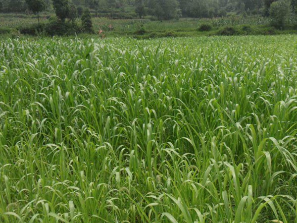 高丹草種植后可以生長(zhǎng)幾年 高丹草種植后可以生長(zhǎng)幾年