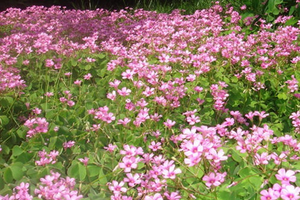 散養(yǎng)雞種什么飼草好 散養(yǎng)雞種什么飼草好