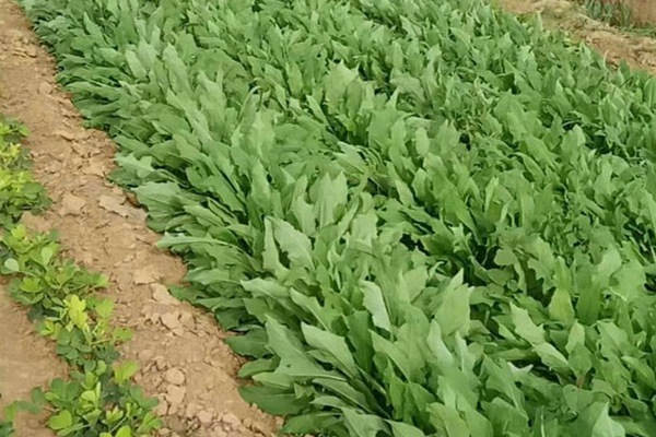 什么牧草養(yǎng)鵝最好