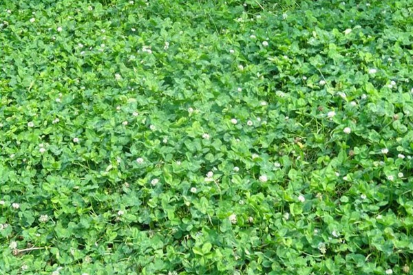 白三葉草的畝產量是多少