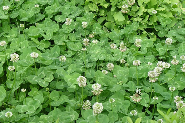 串葉松香草種子價格,多少錢一斤 串葉松香草種子價格,多少錢一斤