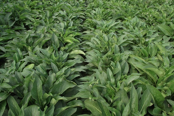 俄羅斯飼料菜能夠生長多少年