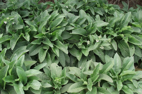 俄羅斯飼料菜能夠生長多少年