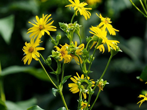 串葉松香草怎樣去毒,營養價值有哪些? 串葉松香草怎樣去毒,營養價值有哪些?