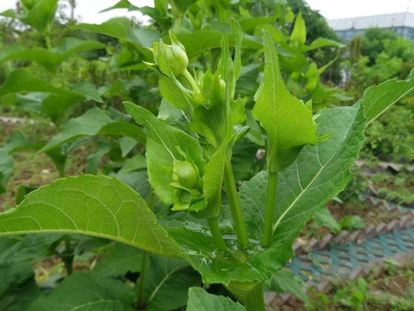 串葉松香草怎樣去毒,營養價值有哪些? 串葉松香草怎樣去毒,營養價值有哪些?