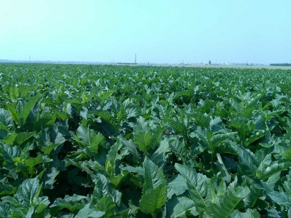 串葉松香草怎樣去毒,營養價值有哪些? 串葉松香草怎樣去毒,營養價值有哪些?
