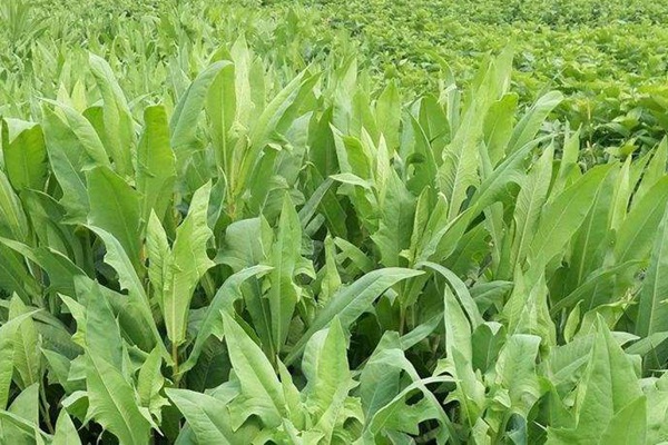 苦荬菜什么時候種植最合適 苦荬菜什么時候種植最合適