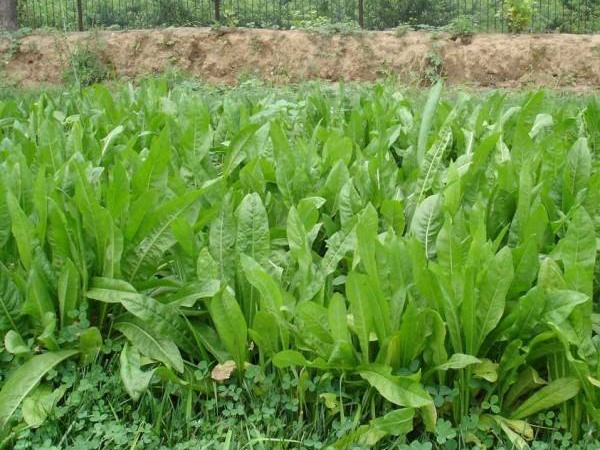 將軍菊苣和魯梅克斯哪個(gè)好？