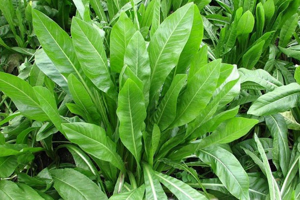 將軍菊苣和魯梅克斯哪個(gè)好？