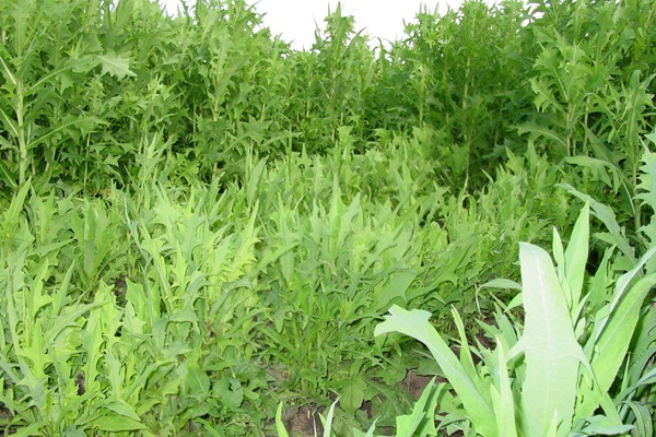 苦荬菜種子價格多少，多少錢一斤種子？