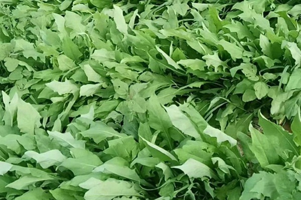 苦荬菜種子價格多少，多少錢一斤種子？