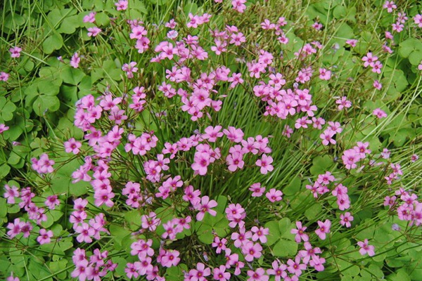 紅三葉草 紅三葉草