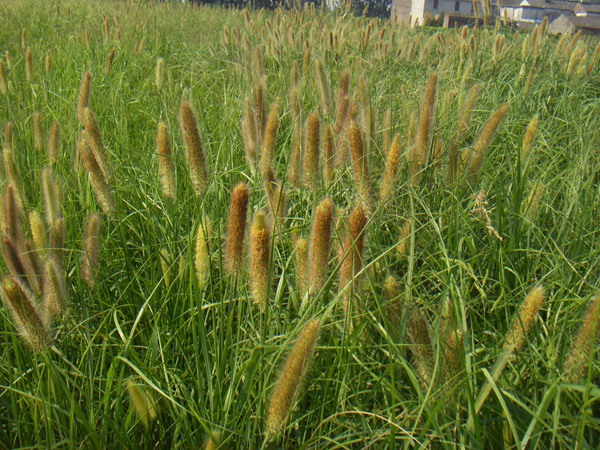 雜交狼尾草優點