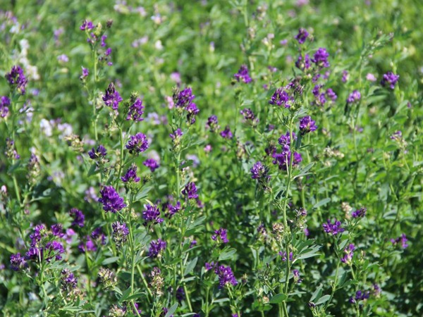 為什么說(shuō)苜蓿是飼草之王