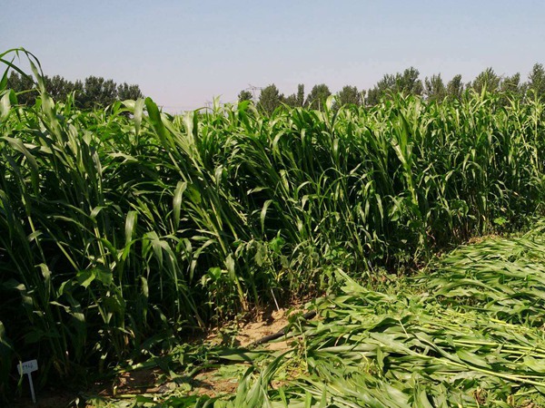 哪種飼草的畝產(chǎn)量最高