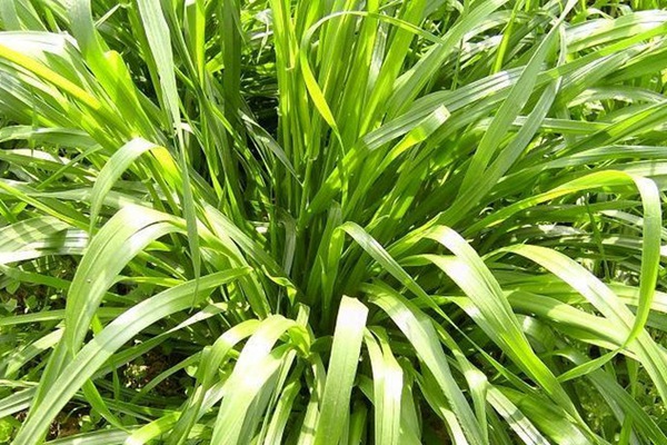 高產優質高蛋白飼草種子有哪些