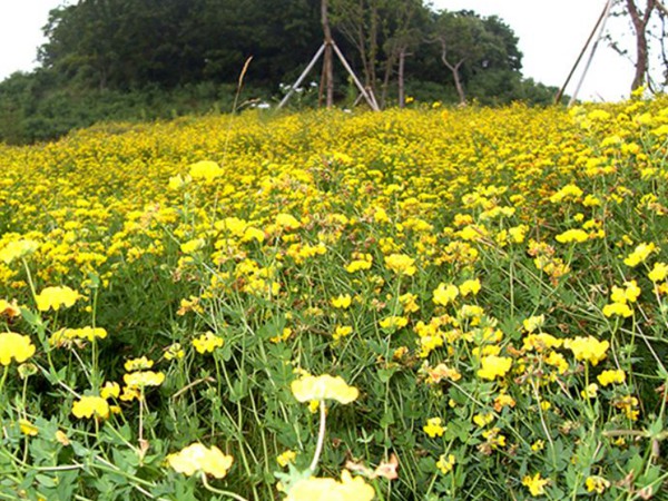 成年牛每天需要吃多少青飼草