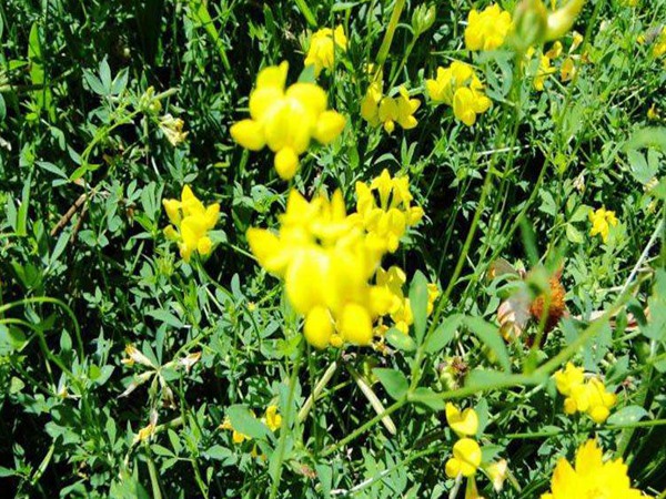 成年牛每天需要吃多少青飼草