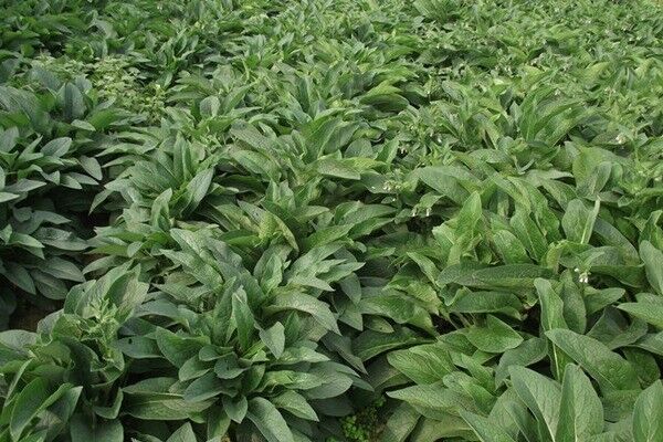 北方速生的飼草品種有哪些