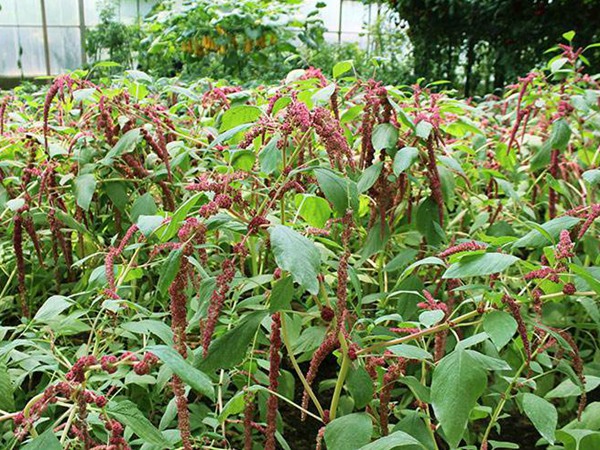 種植籽粒莧的經濟效益如何