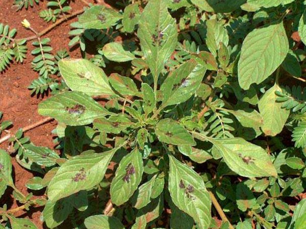 籽粒莧種子畝播種用量 籽粒莧種子畝播種用量