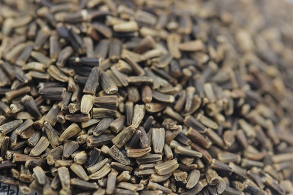 將軍菊苣種子價(jià)格多少錢一斤 將軍菊苣種子價(jià)格多少錢一斤