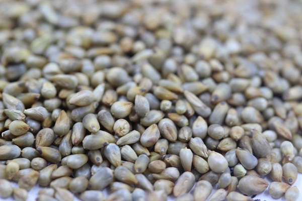 雜交狼尾草種子畝播種用量 雜交狼尾草種子畝播種用量