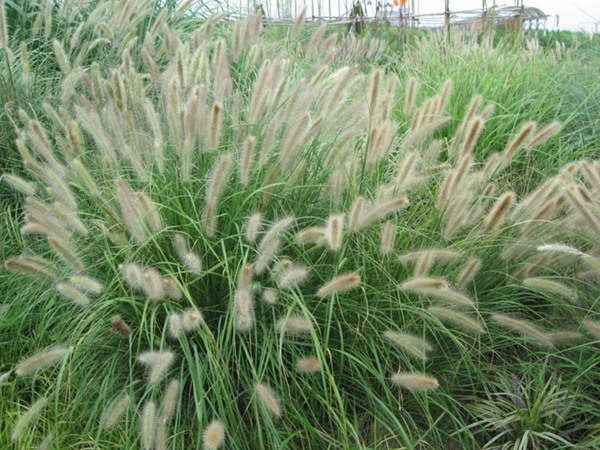 雜交狼尾草種子畝播種用量 雜交狼尾草種子畝播種用量